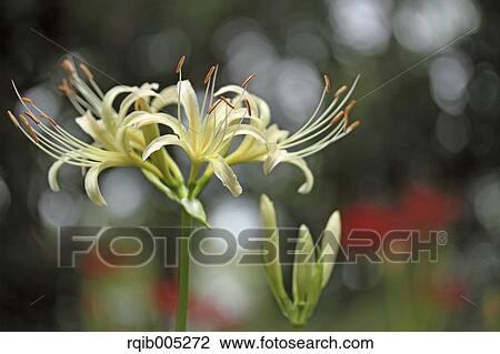 Stock Image - Amaryllidaceae. Fotosearch
