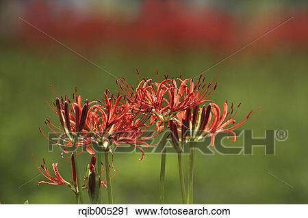 Stock Image - Amaryllidaceae. Fotosearch