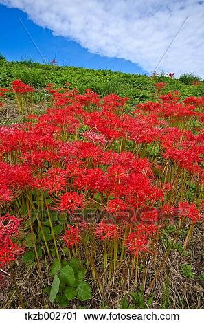 Amaryllidaceae View Large Photo Image Stock Image - Amaryllidaceae. Fotosearch