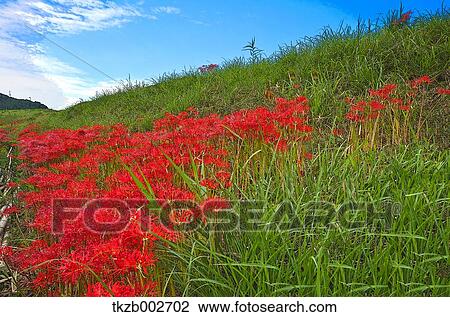 Stock Image - Amaryllidaceae. Fotosearch