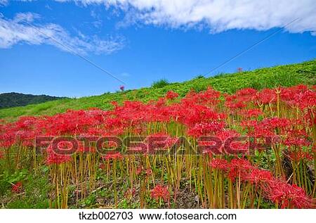 Stock Image - Amaryllidaceae. Fotosearch
