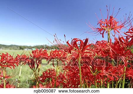 Amaryllidaceae View Large Photo Image Stock Photo - Amaryllidaceae. Fotosearch