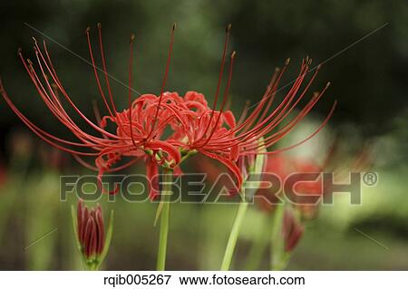 Stock Photo - Amaryllidaceae. Fotosearch