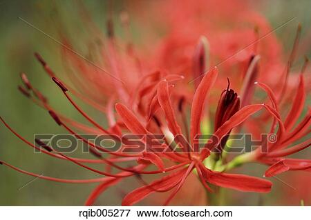 Stock Photo - Amaryllidaceae. Fotosearch