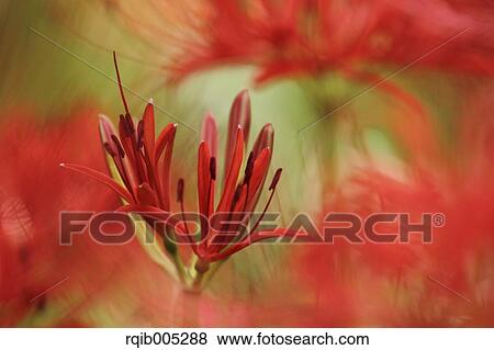 Stock Photo - Amaryllidaceae. Fotosearch