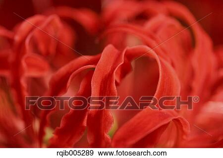 Amaryllidaceae View Large Photo Image Stock Photo - Amaryllidaceae. Fotosearch