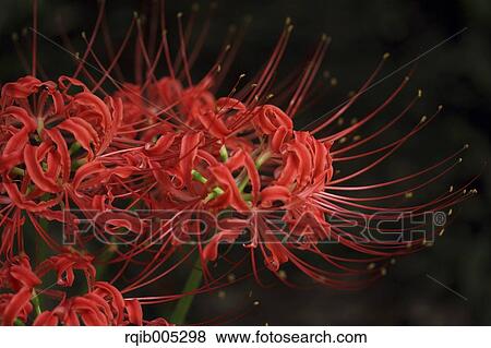 Amaryllidaceae View Large Photo Image Stock Photo - Amaryllidaceae. Fotosearch