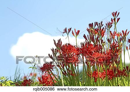Stock Photograph - Amaryllidaceae. Fotosearch