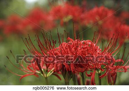 Stock Photograph - Amaryllidaceae. Fotosearch