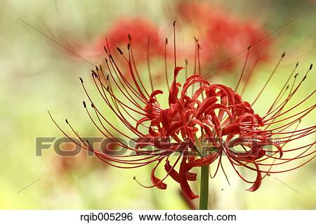 Amaryllidaceae View Large Photo Image Stock Photograph - Amaryllidaceae. Fotosearch
