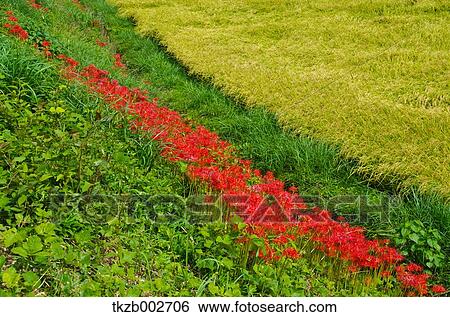 Stock Photograph - Amaryllidaceae. Fotosearch