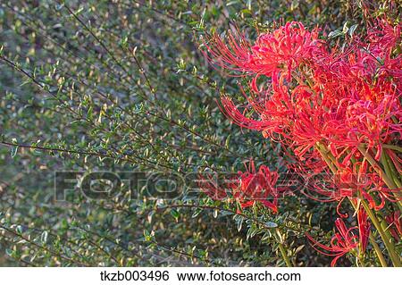 Stock Photograph - Amaryllidaceae. Fotosearch