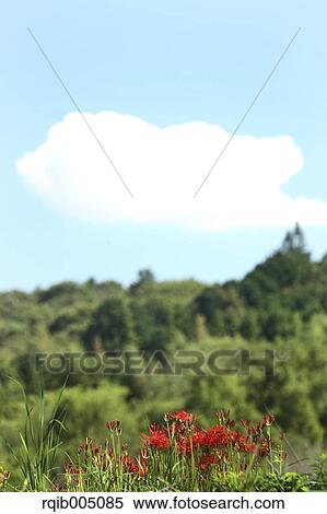 Stock Photography - Amaryllidaceae. Fotosearch
