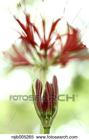 Amaryllidaceae View Large Photo Image Stock Photography - Amaryllidaceae. Fotosearch