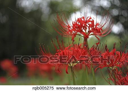 Stock Photography - Amaryllidaceae. Fotosearch