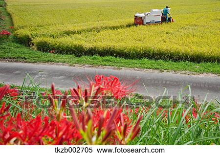 Amaryllidaceae View Large Photo Image Stock Photography - Amaryllidaceae. Fotosearch