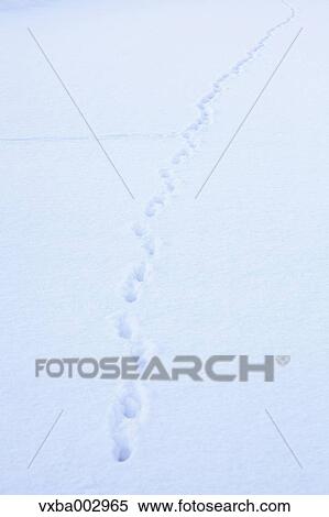 Animal footprints on snow View Large Photo Image Stock Photography - Animal footprints on snow. Fotosearch