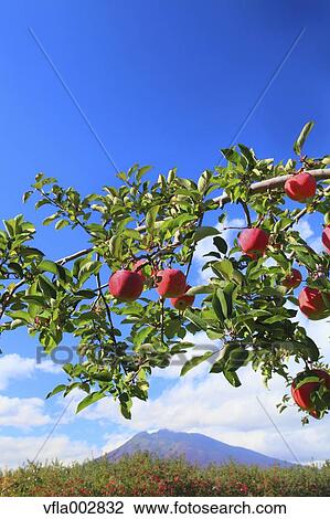 Apple tree View Large Photo Image Stock Image - Apple tree. Fotosearch