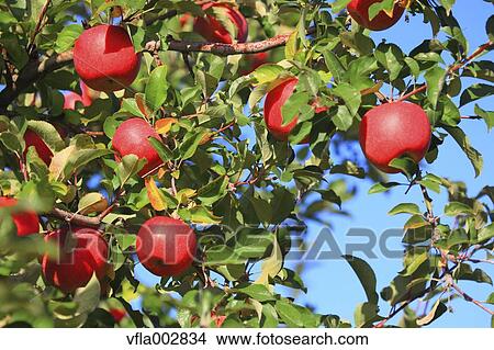 Picture - Apples. Fotosearch