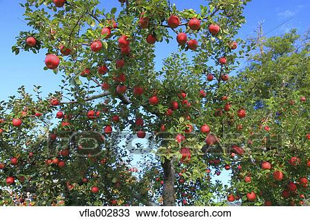 Apples View Large Photo Image Stock Image - Apples. Fotosearch