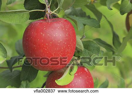 Apples View Large Photo Image Stock Photo - Apples. Fotosearch