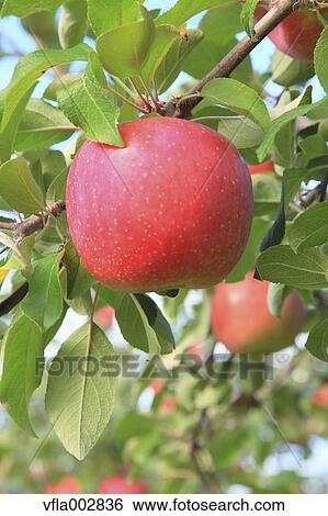 Apples View Large Photo Image Stock Photograph - Apples. Fotosearch