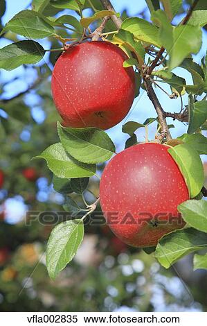 Apples View Large Photo Image Stock Photography - Apples. Fotosearch