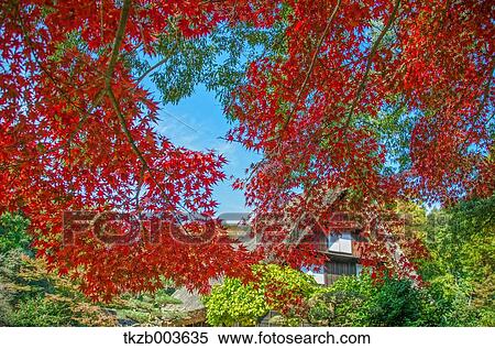 Stock Photography - Autumn leaves and tiled roof. Fotosearch