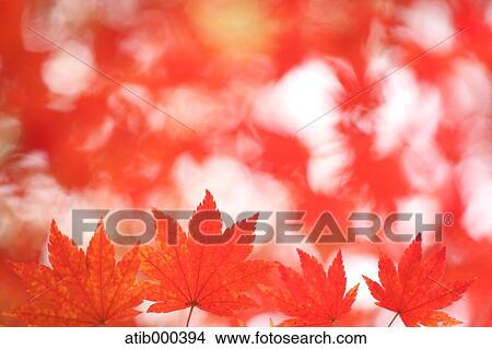 Picture - Autumn leaves. Fotosearch