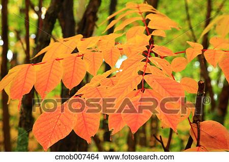 Autumn leaves View Large Photo Image Picture - Autumn leaves. Fotosearch