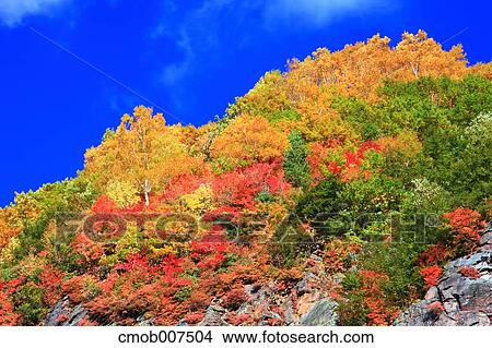 Autumn leaves View Large Photo Image Picture - Autumn leaves. Fotosearch