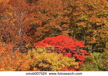 Autumn leaves View Large Photo Image Picture - Autumn leaves. Fotosearch