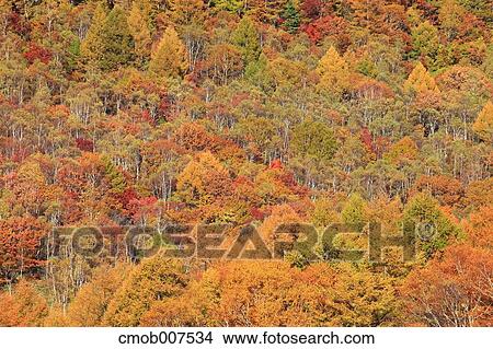 Autumn leaves View Large Photo Image Picture - Autumn leaves. Fotosearch