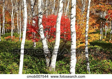 Picture - Autumn leaves. Fotosearch