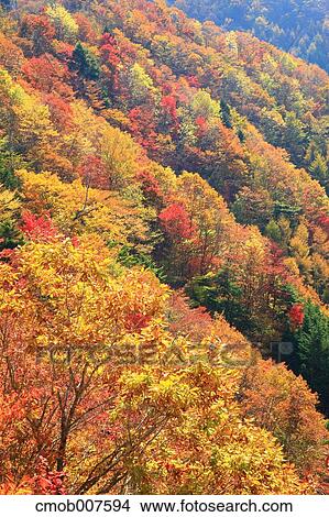 Autumn leaves View Large Photo Image Picture - Autumn leaves. Fotosearch
