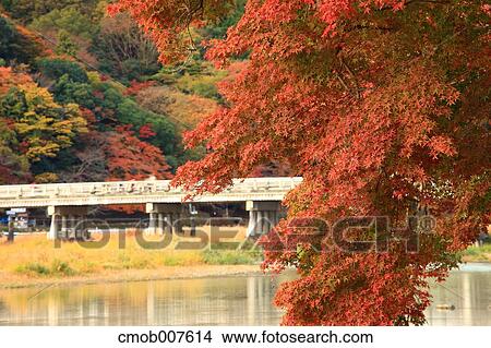 Autumn leaves View Large Photo Image Picture - Autumn leaves. Fotosearch