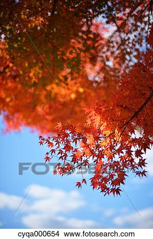Picture - Autumn leaves. Fotosearch