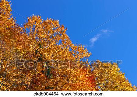 Autumn leaves View Large Photo Image Picture - Autumn leaves. Fotosearch