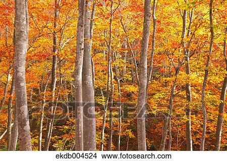 Autumn leaves View Large Photo Image Picture - Autumn leaves. Fotosearch