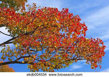 Picture - Autumn leaves. Fotosearch