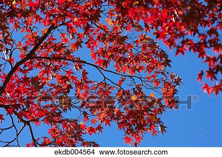 Autumn leaves View Large Photo Image Picture - Autumn leaves. Fotosearch