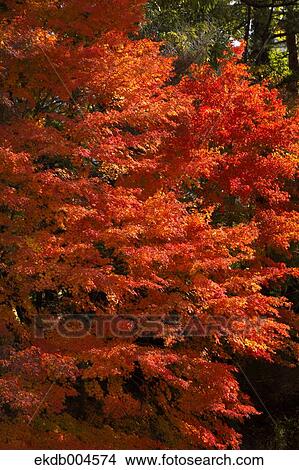 Autumn leaves View Large Photo Image Picture - Autumn leaves. Fotosearch