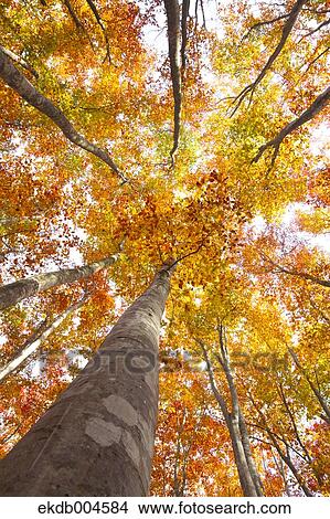 Picture - Autumn leaves. Fotosearch