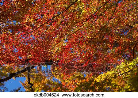 Autumn leaves View Large Photo Image Picture - Autumn leaves. Fotosearch