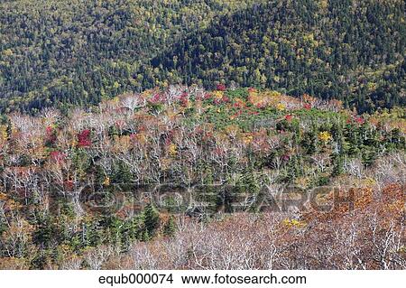 Picture - Autumn leaves. Fotosearch
