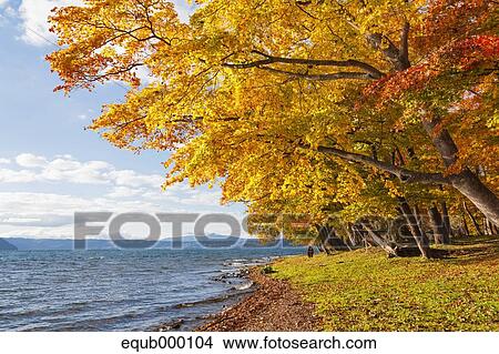 Picture - Autumn leaves. Fotosearch