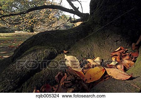 Picture - Autumn leaves. Fotosearch