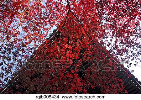 Autumn leaves View Large Photo Image Picture - Autumn leaves. Fotosearch
