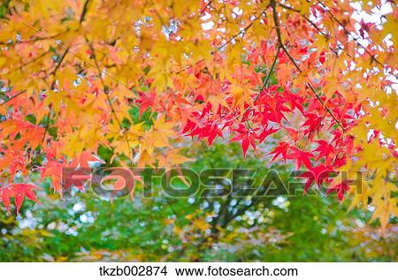 Autumn leaves View Large Photo Image Picture - Autumn leaves. Fotosearch