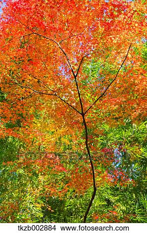 Autumn leaves View Large Photo Image Picture - Autumn leaves. Fotosearch